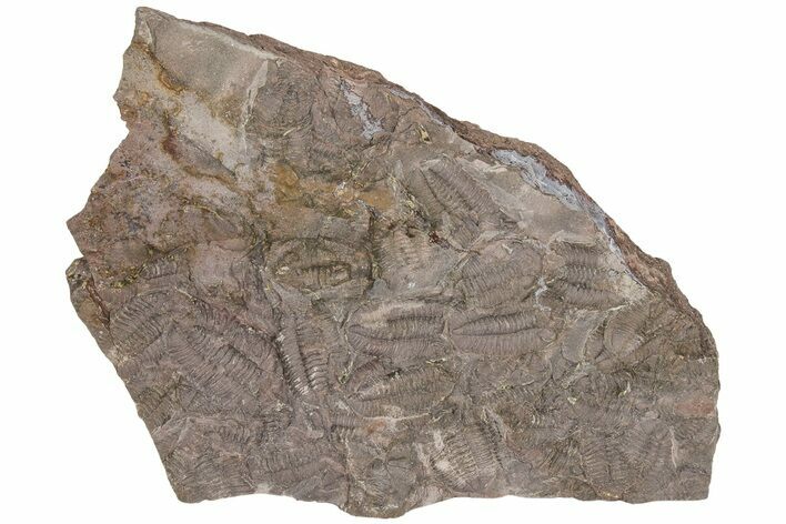 Ordovician Trilobite Mortality Plate (Pos/Neg) - Morocco #194174